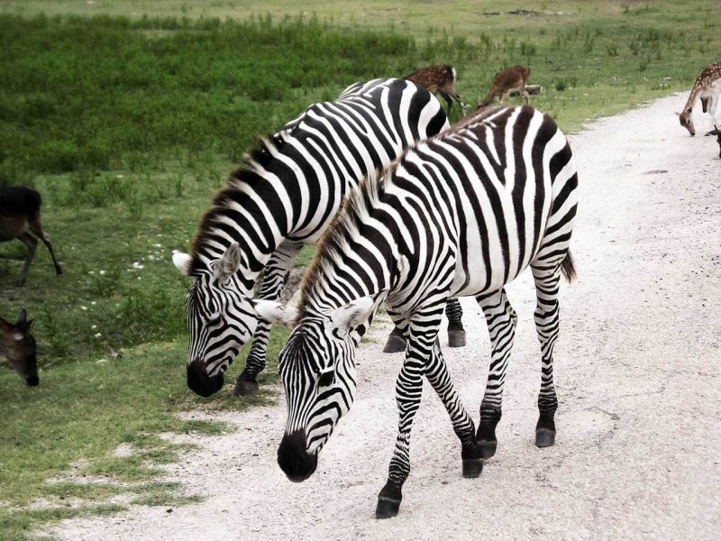 Zebra stripes provide coolness and cleanliness