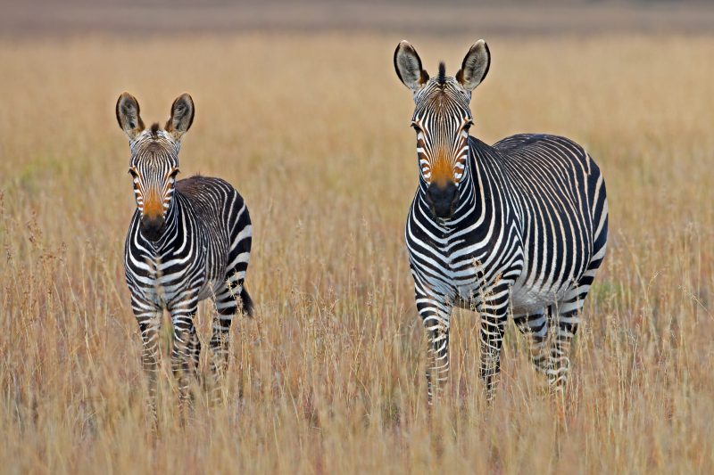 In Kenya, the current population estimates of Grevy's zebras place the number at 2,319