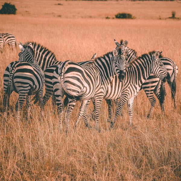 The Grevy’s Zebra census conducted was one of its kind