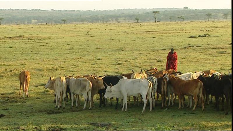 The nomadic lifestyle of Maasais is beginning to change because the governments of Tanzania and Kenya have made new wildlife parks and reserves where they used to live