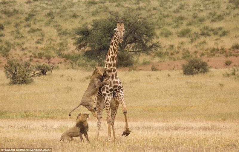 Giraffes have the shortest sleep requirements of any mammal in the animal kingdom because a giraffe lying down in the plains is too tempting a feast for the predators due to its size