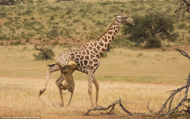 Lions and hyenas hunt the giraffe, but a mature giraffe is never an easy prey because it is well-versed in self-defence