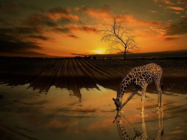 The secrets of giraffe’s circulatory system revealed