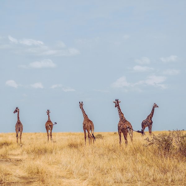 The population of Maasai giraffes has declined by 95% between 1989 and 2003