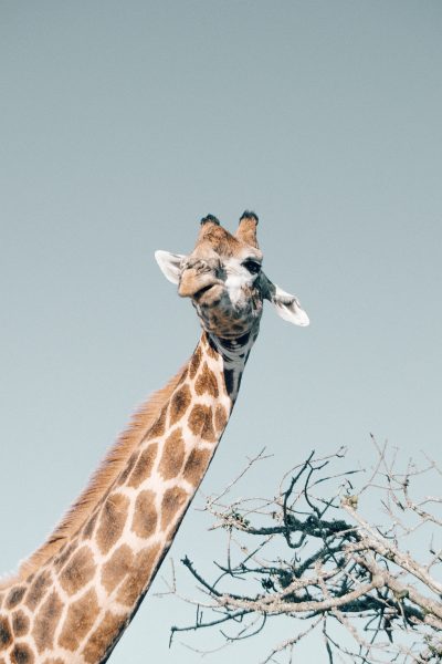The giraffe’s neck accounts for almost half its total height