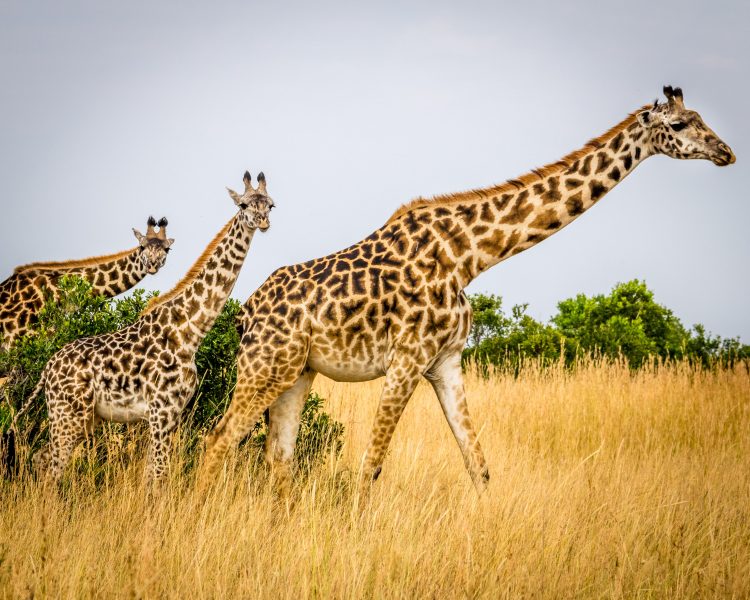 Maasai giraffes are considered to be one of the most emblematic animals on the planet