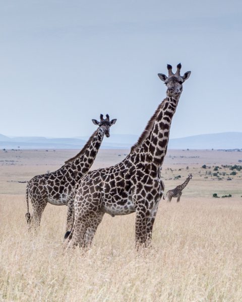 Giraffes have a spotted coat