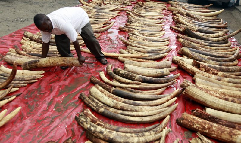 Kenyan elephants poached for ivory