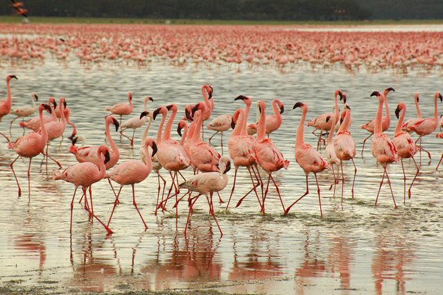The iconic Lesser Flamingo of Kenya