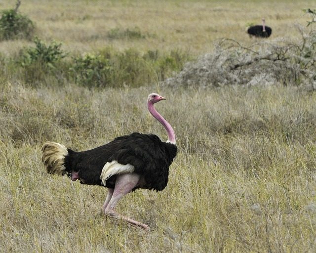 The iconic ostrich bird of Kenya