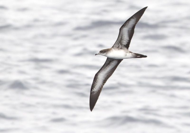 Wedge tailed shearwater