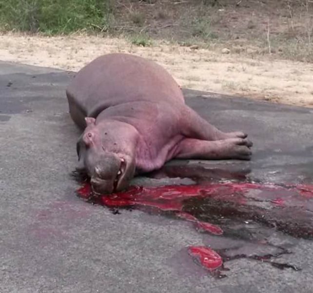 Hippo killed in Kruger