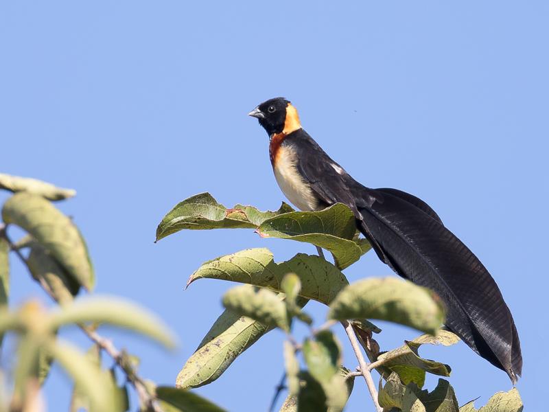 Broad tailed paradise whydah
