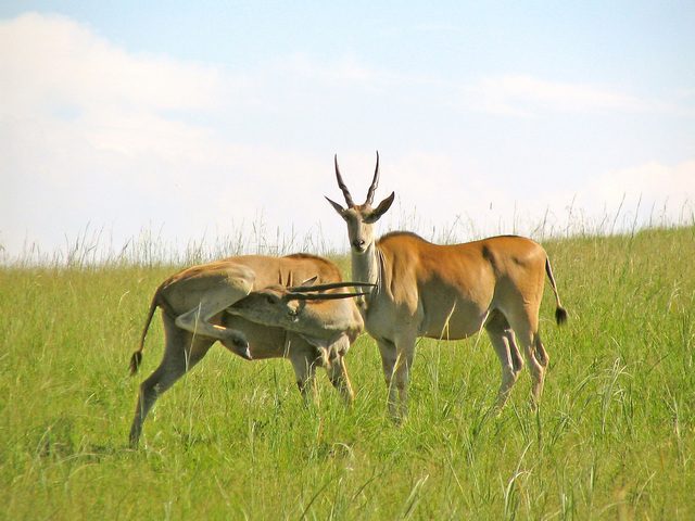 Wildlife of Kenya that is unknown