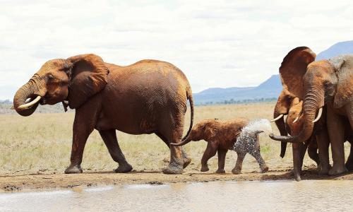 David Sheldrick and the elephants in Tsavo