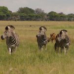 Zebra foals are protected by mothers, the other mares and the head stallion of the group