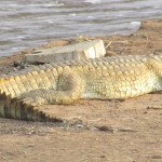 Crocodiles are large aquatic reptiles