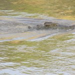 Crocodiles live throughout the tropics in Asia, Africa, the Americas and Australia