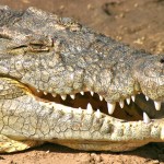 All members of Crocodylinae are considered true crocodiles