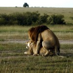 After tiger, lion is the second-largest living cat