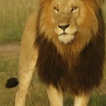 The scientific name for lion is Panthera leo