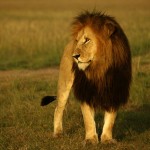 Some male lions exceed 550b in weight