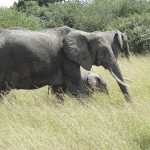Elephants belong to the Proboscidea order