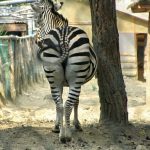 Like other ungulate, a zebra can turn its ears in almost any direction