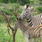 Embryological evidence suggests that zebra's background color is black and the bellies and white stripes are additions