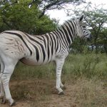 Hippotigris is one of the subgenus of zebra
