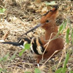 An African hoopoe belongs to the ‎Upupidae family