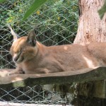 Caracals are nocturnal hunters