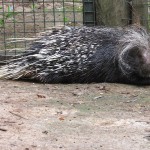 The African porcupine is a species of rodent