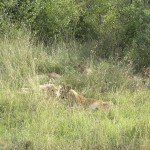 Injuries from continual fighting with rival male lions greatly reduce the longevity of male lion population