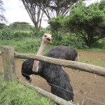 Ostrich is a flightless bird