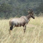 Kenya is known for its abundance of wildlife