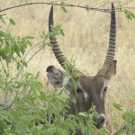 Kenya is East Africa's premier safari destination