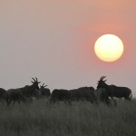 In Kenya the ultimate game viewing times are from June to October
