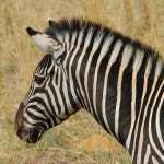 Quagga Project breed zebras that are similar to the quagga that became extinct in the 19th century