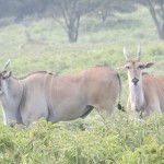 "The Big Five" are regularly seen on a standard Kenya safari