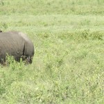 Two of the species of rhino are native to Asia