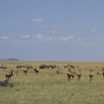Samburu and Meru in the northern Kenya are home to some interesting localised country species