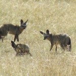 Masai Mara in Kenya is one of the best places to see The Big Five