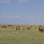Samburu and Meru in the northern Kenya are home to some interesting dry country species