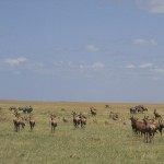 Meru and Samburu in the northern Kenya are home to some interesting dry country species