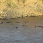 The Big 5 are regularly seen on a standard Kenya safari