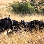 Wildebeest in the afternoon. Grasses glisten in the sun as these animals follow their annual migration path in Kenya