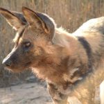 The African wild dog is also called Cape hunting dog.
