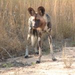 African wild dog is one of the rarest carnivores in Africa