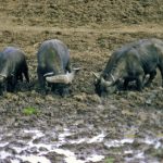 Animals in Masai Mara, a park reserve which is a continuation of the Serengeti National Park in Tanzania named for the Masais and the Mara River.